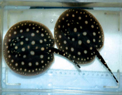 魟魚怎麼區別公母 雌性魟魚沒有交尾器