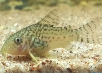 珍珠鼠魚怎麼養 它們比較喜歡老水