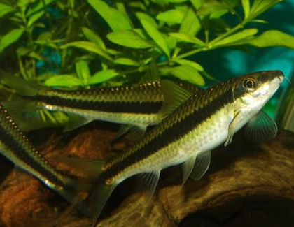 青苔鼠魚吃什麼 大部分以吃水草為生