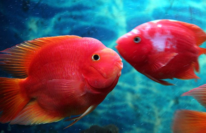 鹦鹉魚怎麼養 鹦鹉對溫度適應性較強