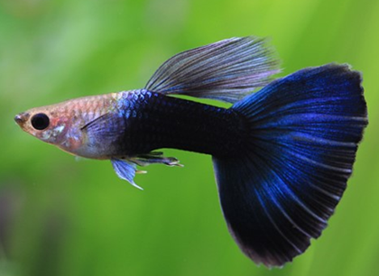 孔雀魚好養嗎 該魚飼養難度不大