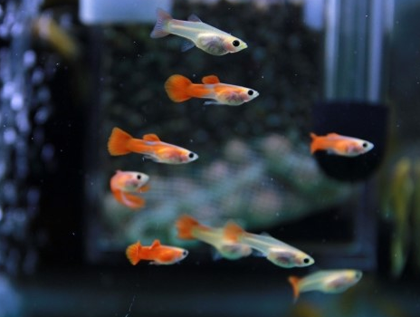 孔雀魚的壽命有多長 平均壽命在2年左右