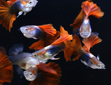 孔雀魚吃什麼 保證食物營養是關鍵