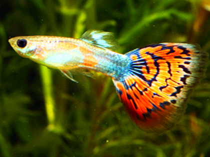 孔雀魚繁殖前有什麼征兆 胎班變大變黑