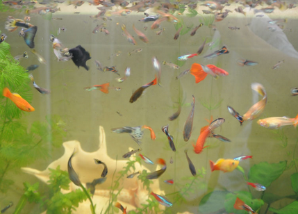 孔雀魚可以和什麼魚混養 性情相近的魚類