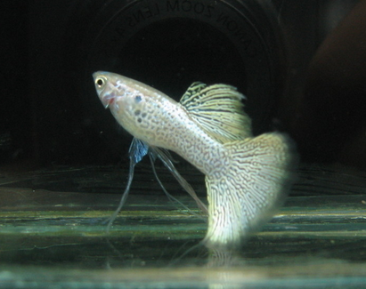 孔雀魚喂什麼好 絲蚯蚓的營養價值比較高