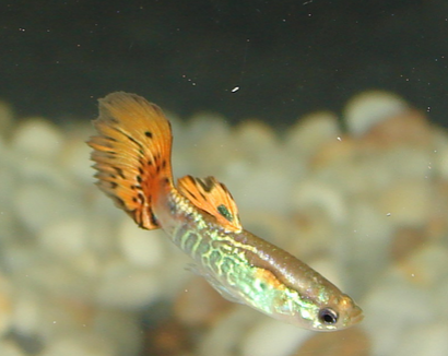 孔雀魚腹水怎麼辦 要進行隔離治療