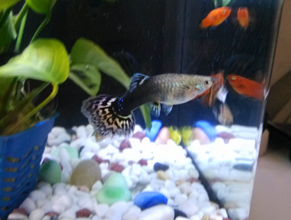 孔雀魚喂什麼長得快 食物要合理搭配