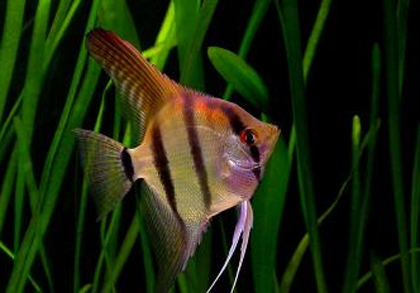 神仙魚飼養溫度 對水質沒有特殊要求