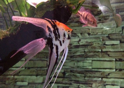 神仙魚吃小魚嗎 神仙魚會攻擊其他小魚