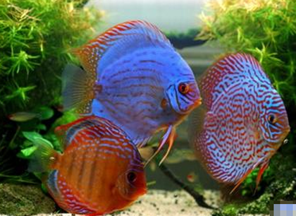 七彩神仙魚好養嗎 不需要特殊的光照設備