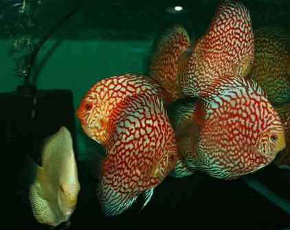 七彩神仙魚怎麼養 掌握飼養技巧