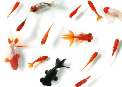 家庭怎樣飼養金魚 首先要做好准備工作