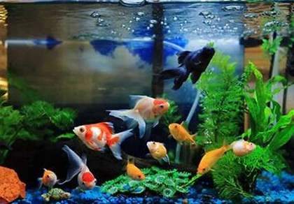 養金魚的技巧 掌握正確的換水方法