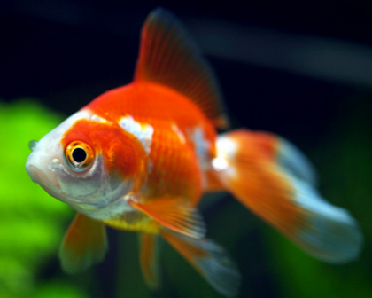 金魚為什麼掉魚鱗 碰撞刮蹭也會引起掉鱗