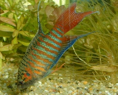 中國斗魚怎麼養 一般采取單獨飼養