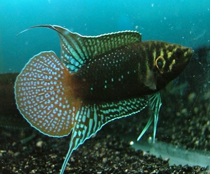 中國斗魚吃什麼 是雜食偏肉食性的魚種