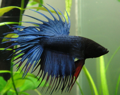 斗魚爛尾怎麼辦 進行針對性治療