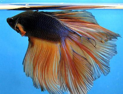 斗魚喂什麼 最好選浮水性飼料