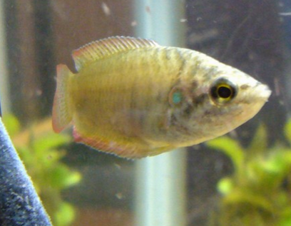 圓尾斗魚怎麼養 該魚喜歡幽暗的環境