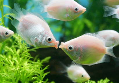 接吻魚好養嗎 接吻魚喜歡新鮮的老水
