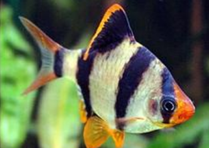 虎皮魚能和彩裙魚混養嗎 最好不要混養