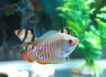 麗麗魚怎麼養 喜歡23～26℃的水溫