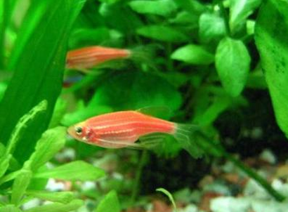 紅斑馬魚怎麼喂食 每次喂食量不可過多