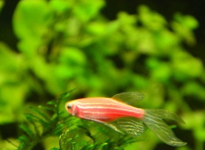 紅斑馬魚吃什麼 食物必須要干淨