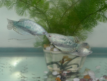 曼龍魚能長多大 與所處的環境也有關