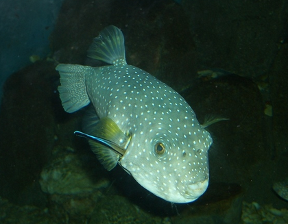 淡水狗頭魚有沒有毒 含有一定的毒素