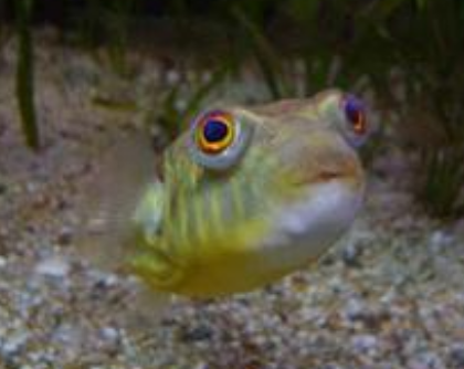 斑馬狗頭魚有沒有毒 該魚屬於河豚中一種
