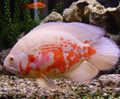 地圖魚好養嗎 需要定期的更換新水