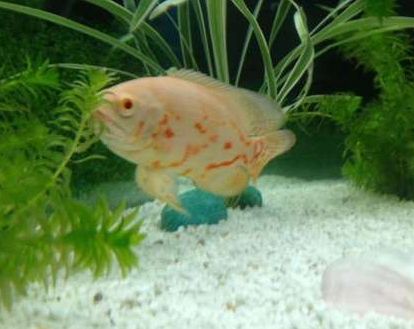 地圖魚不精神怎麼回事 要關注該魚的狀態