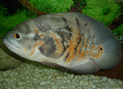 地圖魚養幾條好 看個人的風格而定
