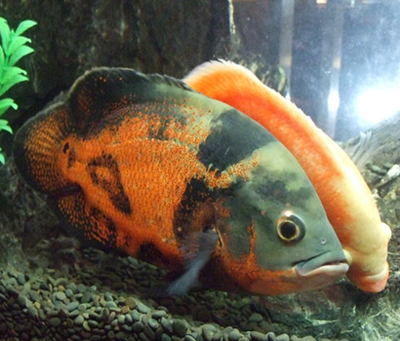 地圖魚吃什麼長得快 喂活食是最好的選擇
