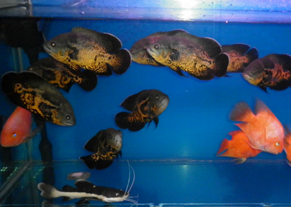地圖魚的水溫多少度合適 在24-26℃之間