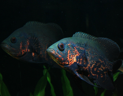 地圖魚魚鳍分叉怎麼回事 多半因打架引起