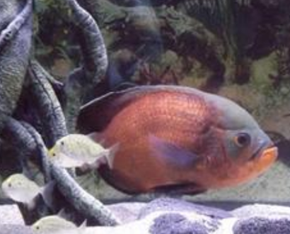 地圖魚身上掉皮怎麼辦 最好采取隔離治療
