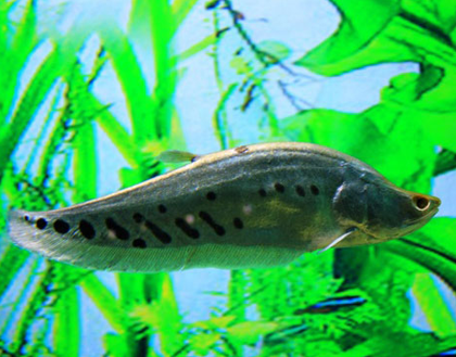 七星刀魚為什麼不吃食 喂食要均衡搭配