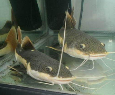招財貓魚怎麼養 溫度不能低於15℃