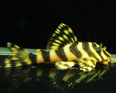 異型魚吃什麼 不同的異型魚食性不同