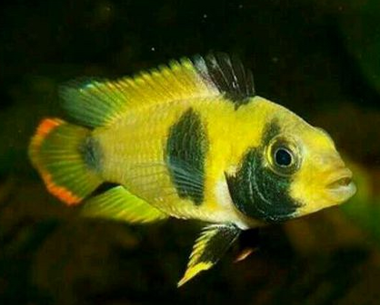 熊貓短鲷怎麼養 是很神經質的一種魚