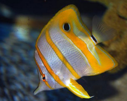鐵嘴魚怎麼養 飼養水溫為24-27攝氏度
