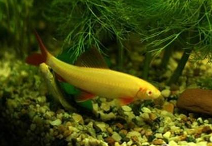 養魚用什麼水最好 水要經過一定技術處理