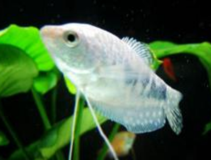 如何養魚 要掌握科學的飼養方法