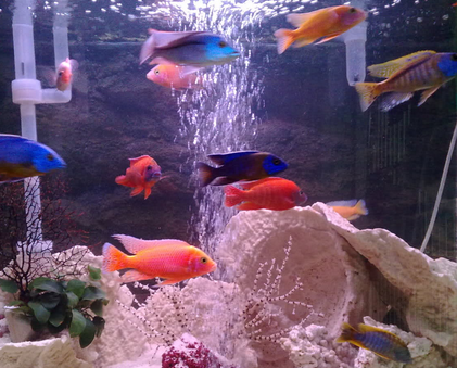 家裡養魚養幾條好 魚的數目和缸大小有關
