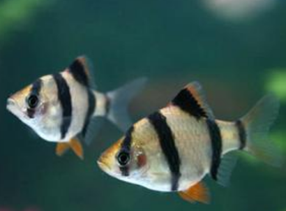 養魚如何先養水 要保持穩定的水質