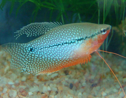 珍珠馬甲魚好養嗎 該魚飼養難度不大