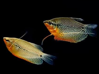 珍珠馬甲魚怎麼養 能忍受較惡劣的水質